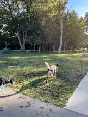 Central Bark Dog Park - Whitehall, OH