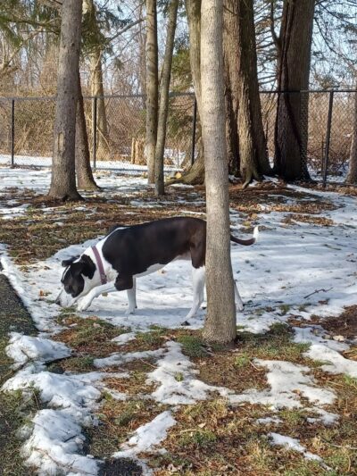 Central Bark Dog Park - Whitehall, OH