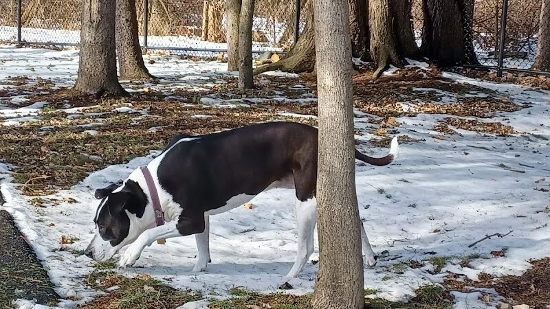 Central Bark Dog Park - Whitehall, OH