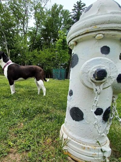 Central Bark Dog Park - Whitehall, OH