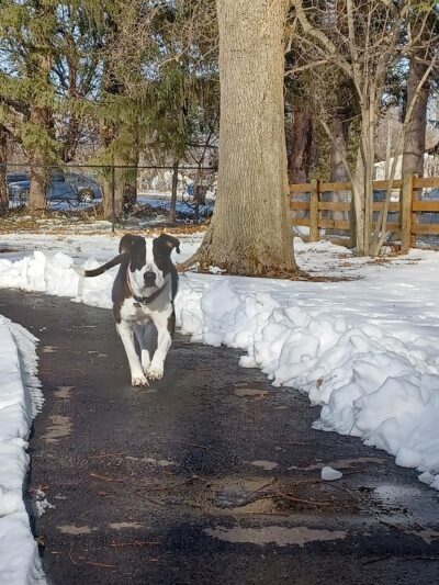 Central Bark Dog Park - Whitehall, OH