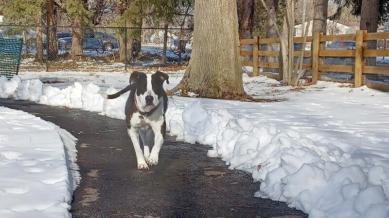 Central Bark Dog Park - Whitehall, OH