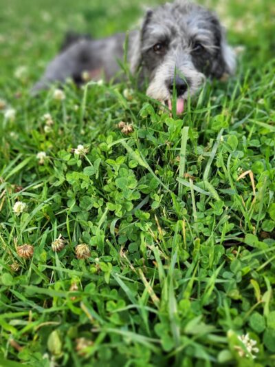 Central Bark Dog Park - Whitehall, OH