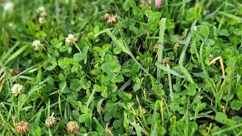 Central Bark Dog Park - Whitehall, OH