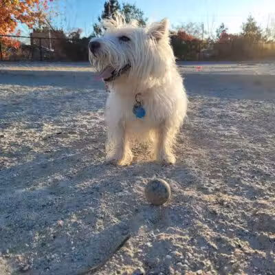 Little Bay Dog Run - Whitestone, NY