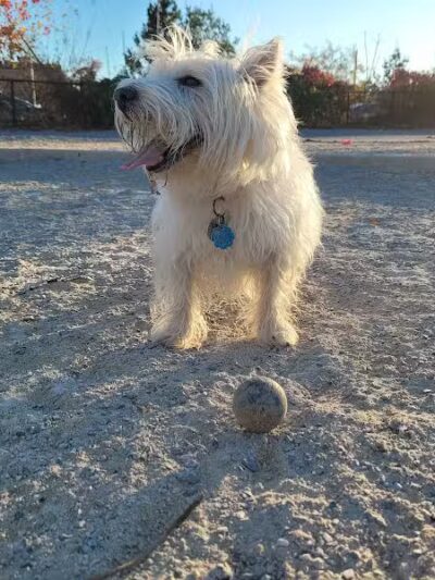 Little Bay Dog Run - Whitestone, NY