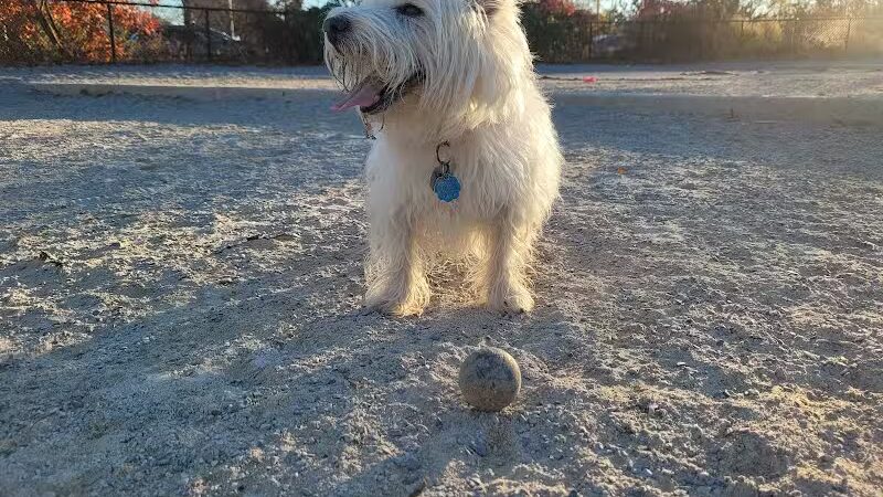 Little Bay Dog Run - Whitestone, NY