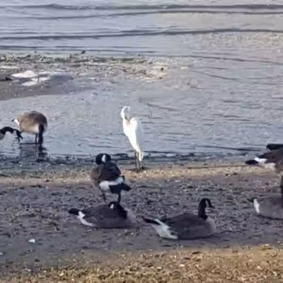 Little Bay Dog Run - Whitestone, NY