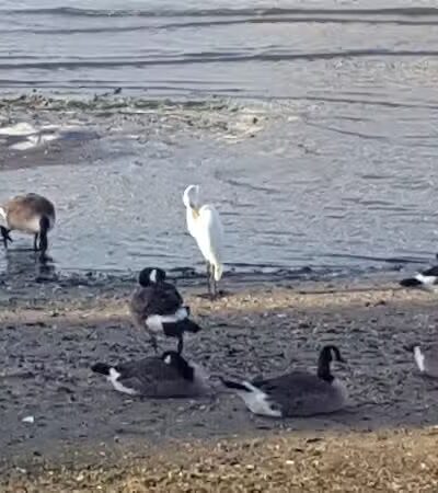 Little Bay Dog Run - Whitestone, NY