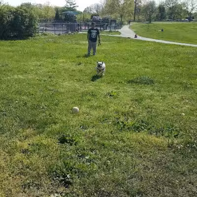 Little Bay Dog Run - Whitestone, NY