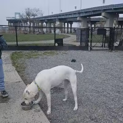Little Bay Dog Run - Whitestone, NY