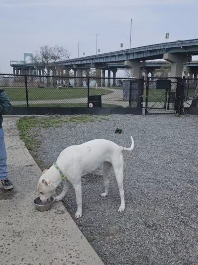 Little Bay Dog Run - Whitestone, NY