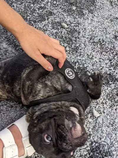 Little Bay Dog Run - Whitestone, NY