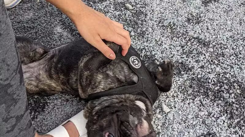 Little Bay Dog Run - Whitestone, NY