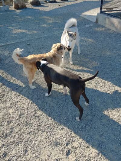 Little Bay Dog Run - Whitestone, NY