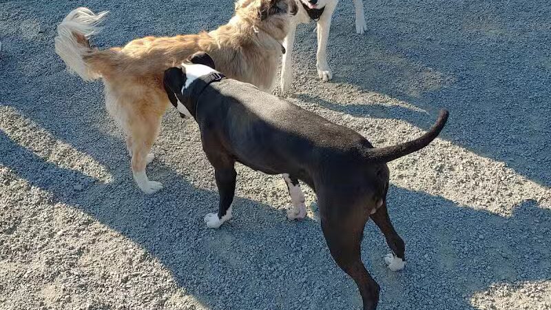 Little Bay Dog Run - Whitestone, NY