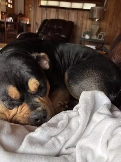 Club K9 of Wickliffe - Wickliffe, OH