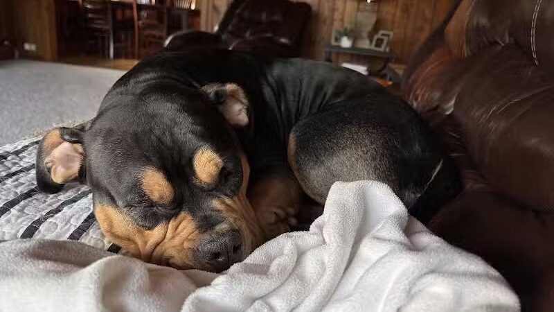 Club K9 of Wickliffe - Wickliffe, OH