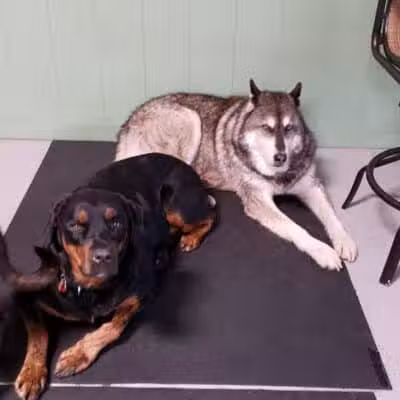 Club K9 of Wickliffe - Wickliffe, OH