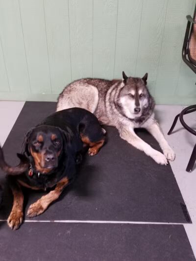 Club K9 of Wickliffe - Wickliffe, OH