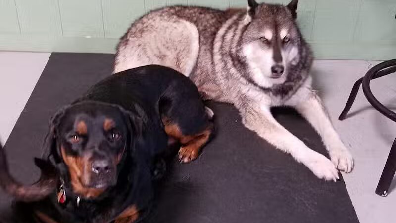 Club K9 of Wickliffe - Wickliffe, OH