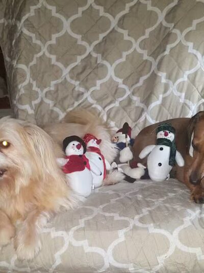 Club K9 of Wickliffe - Wickliffe, OH