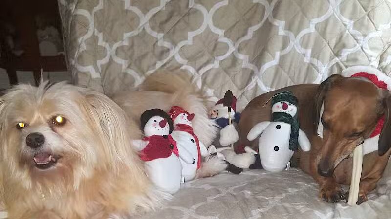 Club K9 of Wickliffe - Wickliffe, OH