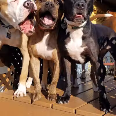 Club K9 of Wickliffe - Wickliffe, OH