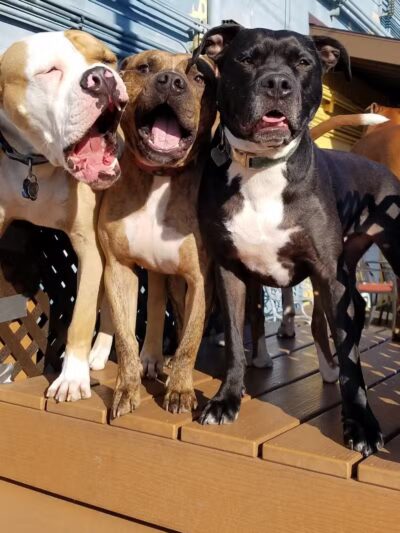 Club K9 of Wickliffe - Wickliffe, OH