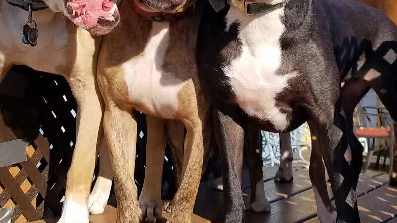 Club K9 of Wickliffe - Wickliffe, OH