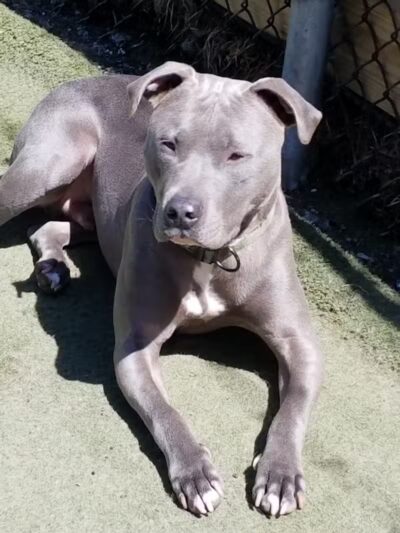 Club K9 of Wickliffe - Wickliffe, OH