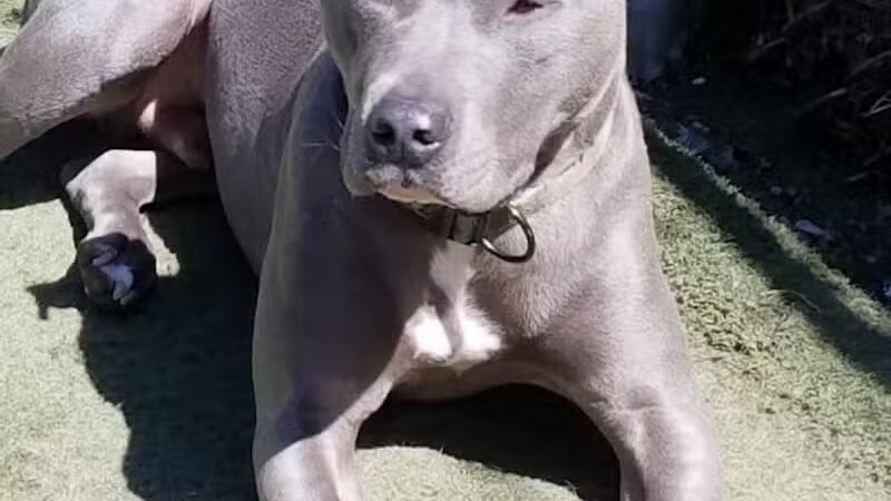 Club K9 of Wickliffe - Wickliffe, OH