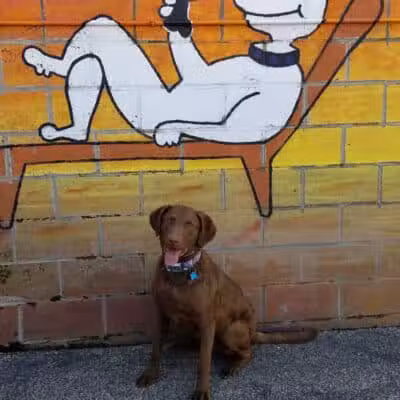 Club K9 of Wickliffe - Wickliffe, OH