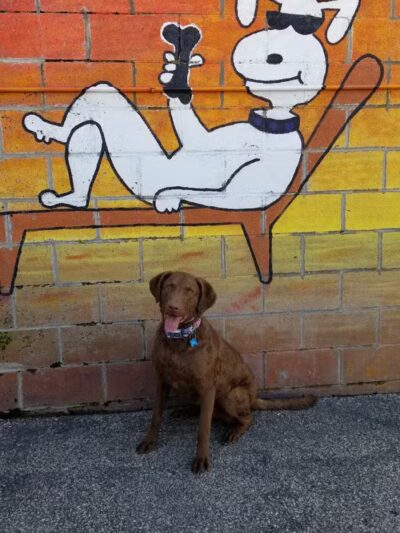 Club K9 of Wickliffe - Wickliffe, OH