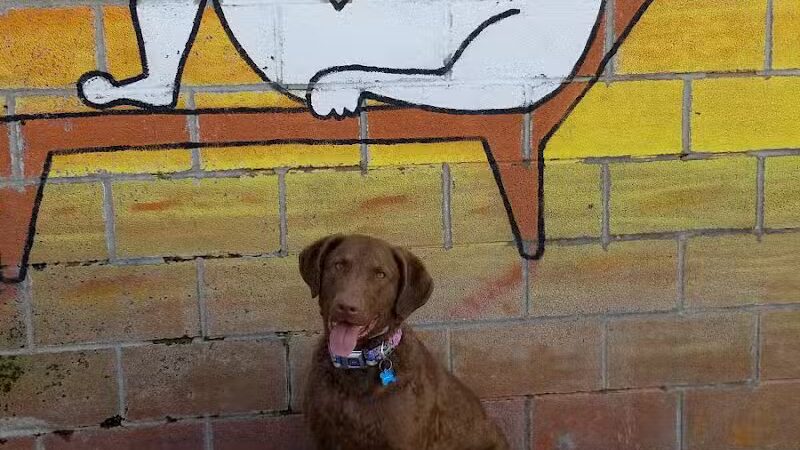 Club K9 of Wickliffe - Wickliffe, OH