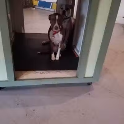 Club K9 of Wickliffe - Wickliffe, OH