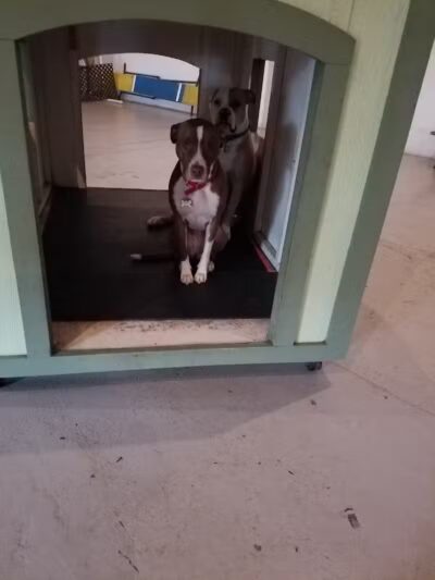 Club K9 of Wickliffe - Wickliffe, OH