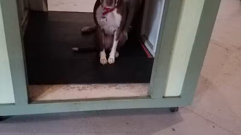 Club K9 of Wickliffe - Wickliffe, OH