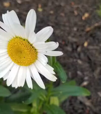 Coulby Park - Wickliffe, OH