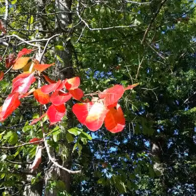 Jindra Park - Wickliffe, OH