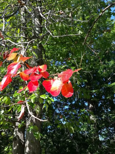 Jindra Park - Wickliffe, OH