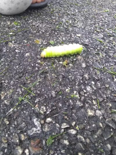 Orlando Park - Wickliffe, OH