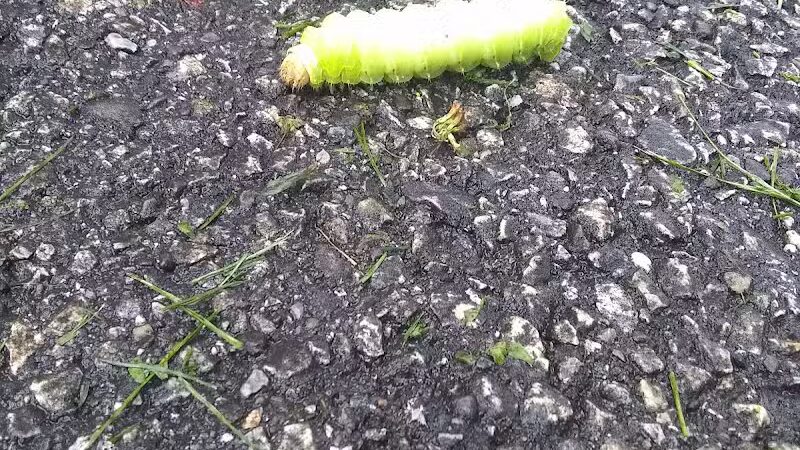 Orlando Park - Wickliffe, OH