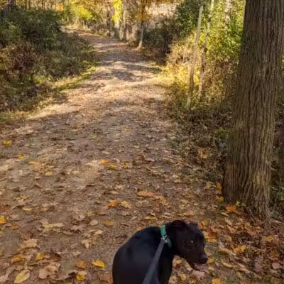 Pete's Pond Preserve - Wickliffe, OH
