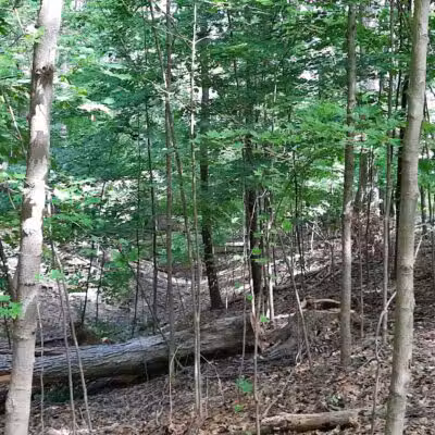 Pete's Pond Preserve - Wickliffe, OH