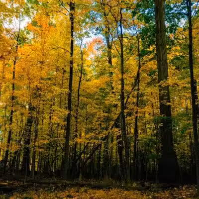 Pete's Pond Preserve - Wickliffe, OH