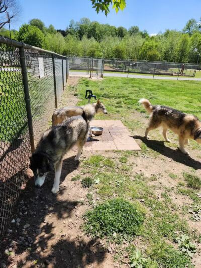 Hidden Oaks Dog Park - Wilkesboro, NC
