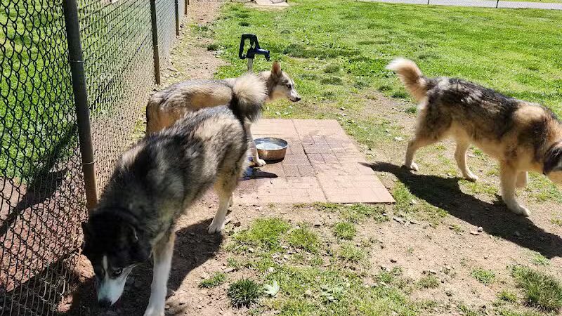 Hidden Oaks Dog Park - Wilkesboro, NC