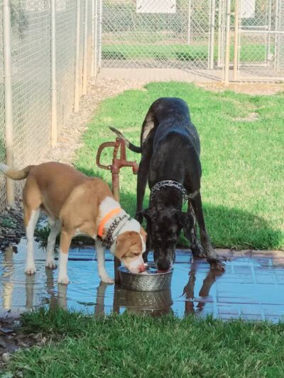 Hidden Oaks Dog Park - Wilkesboro, NC