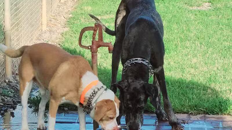 Hidden Oaks Dog Park - Wilkesboro, NC